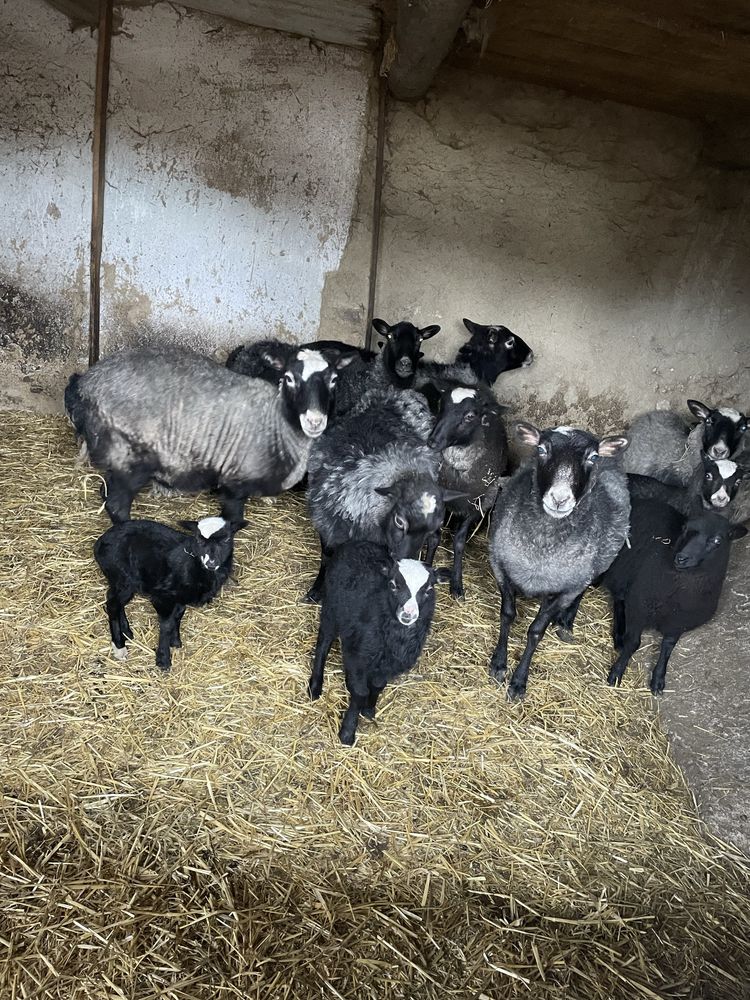 Продам два барана і ягнята романівські