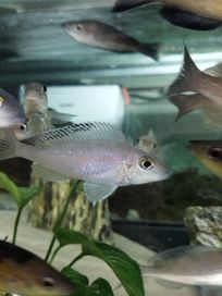 Xenotilapia spilopterus sibwesa f1 tanganika