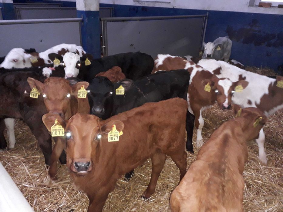 Cielęta, cielaki, byczki oraz jałówki mięsne, MM,MS,HF transport