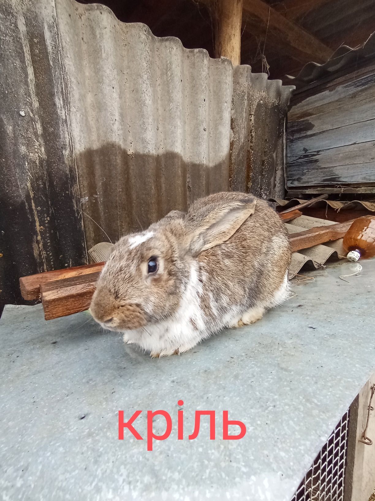 Продам кролі і кролиці