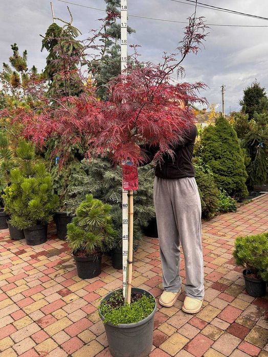 Церцис канадський Eternal Flame Хвойні рослини туя, кипарисовики ялина