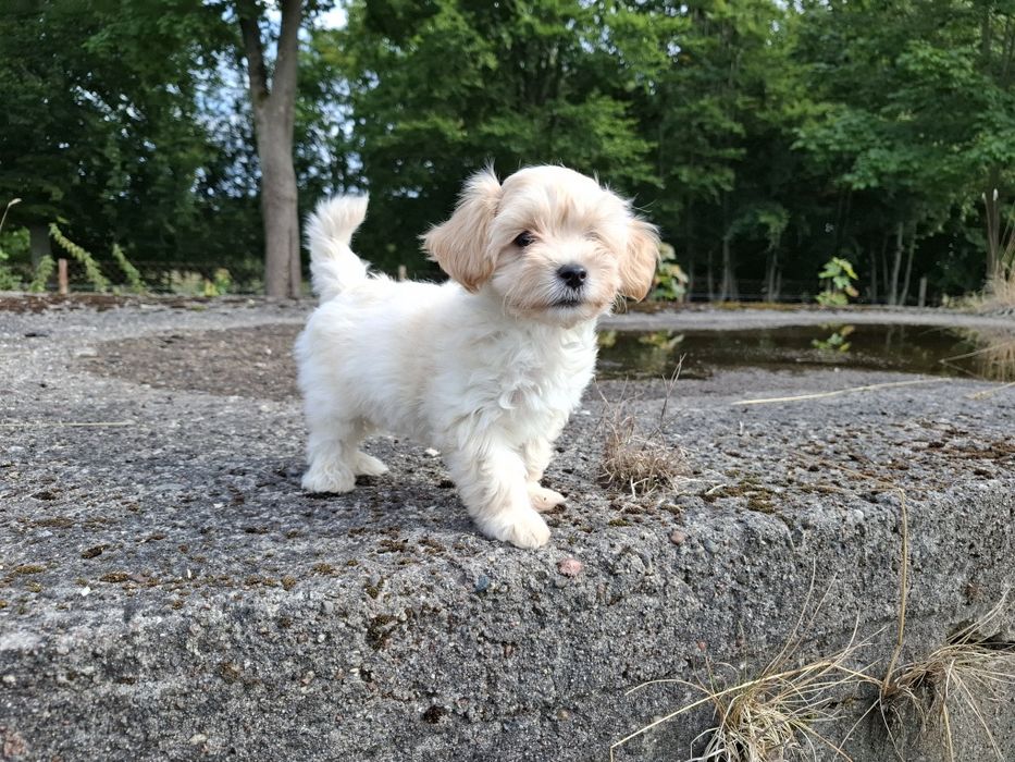 maltipoo szczeniak