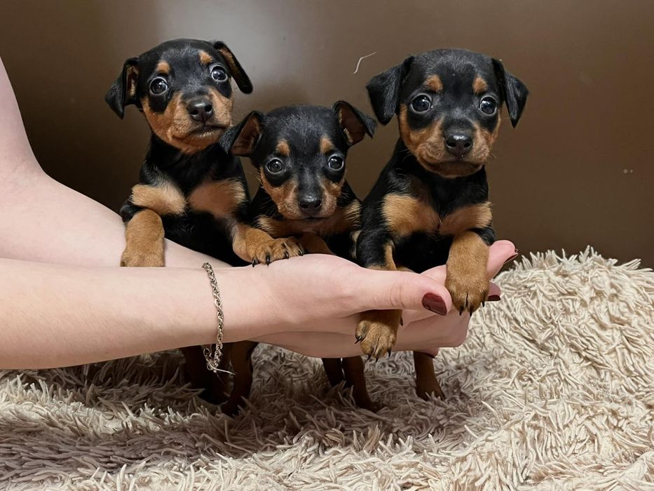 Цуценята цвергпінчера!