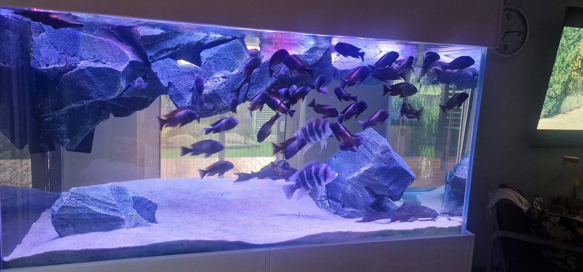 Akwarium 150x80x70 opti 12mm plus sump tropheusy frontosa