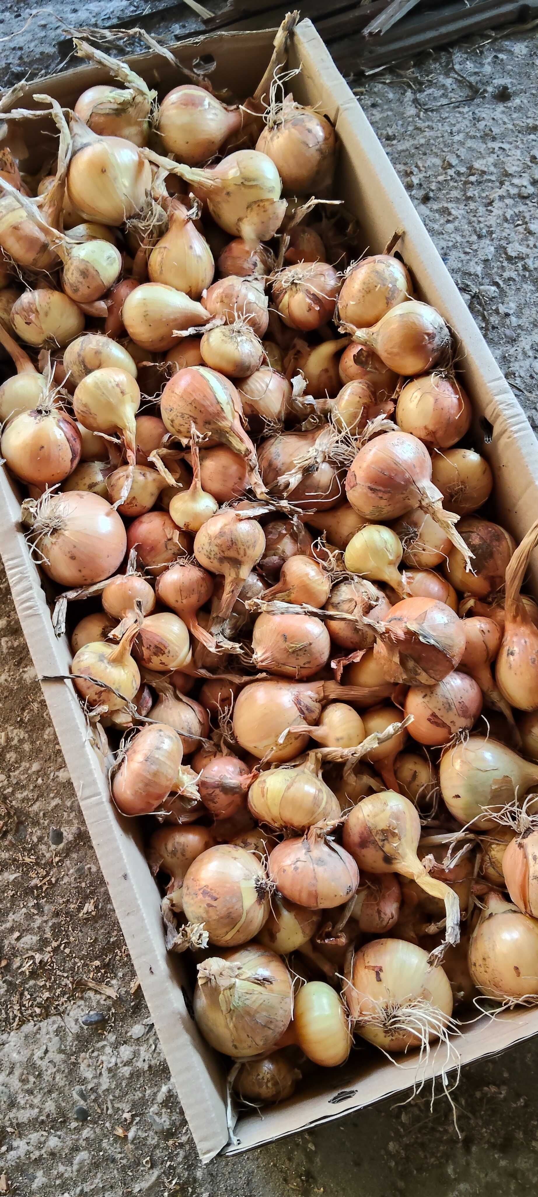 Sprzedam cebulę 2,20zl/kg