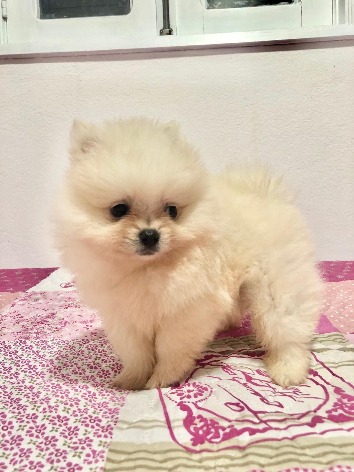 Spitz Alemão Anão Fêmea