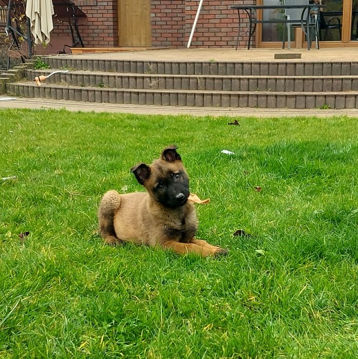 Owczarek belgijski malinois suczka