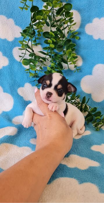 Estupendo Chihuahua/Chiuaua de Qualidade