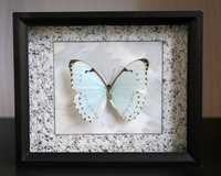 Бабочка в рамочке Morpho catenaria
