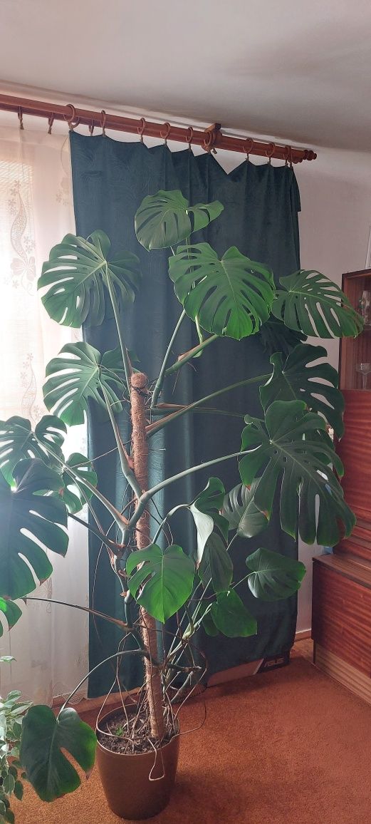 Ogromna Monstera