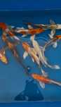 Karpie Koi Butterfly (Long Fin)