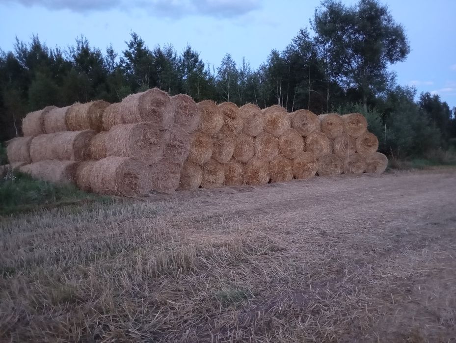 Słoma z owsa balot