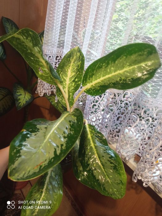 Розпродаж аглаонем