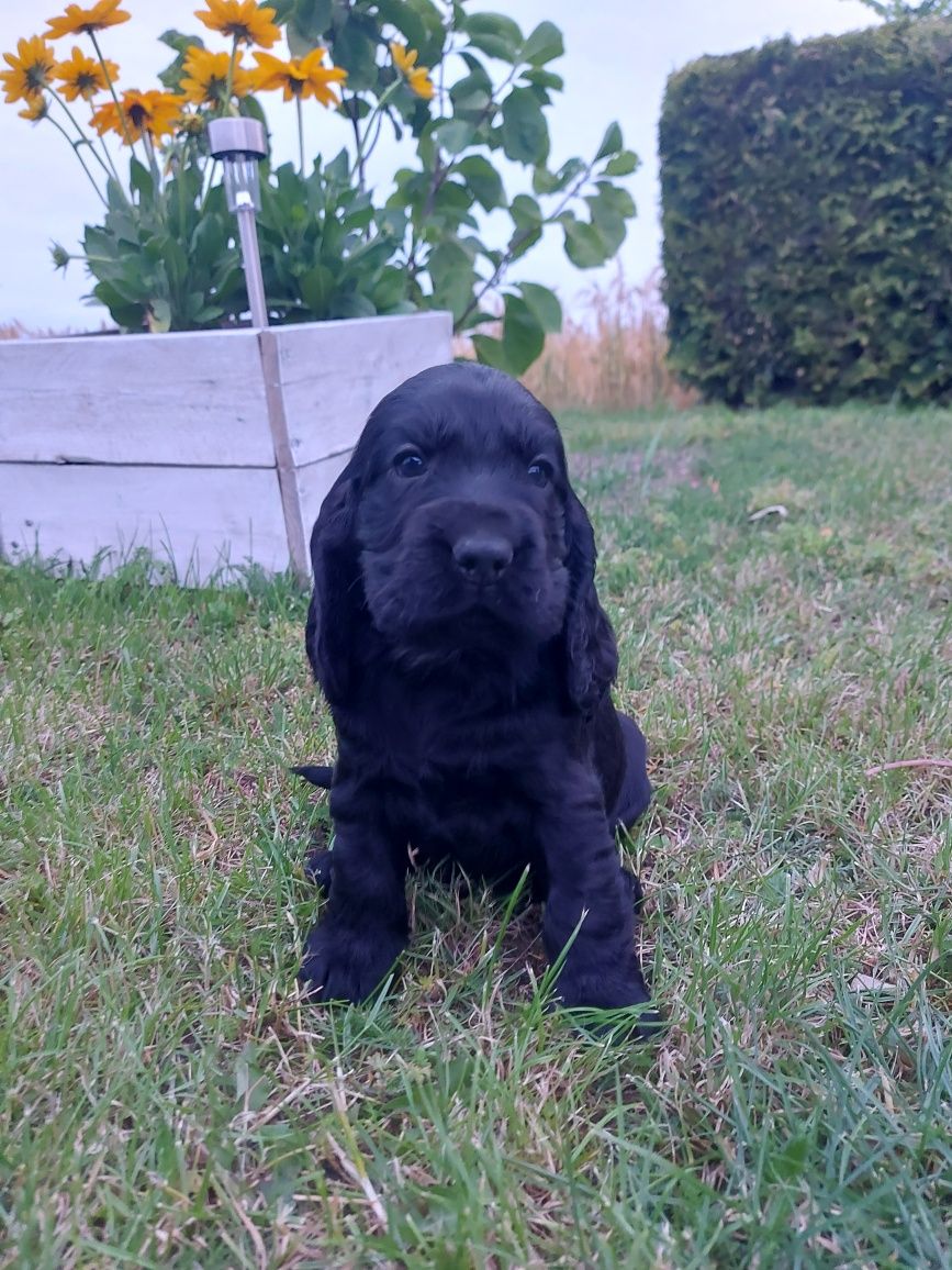Cocker spaniel szczeniak