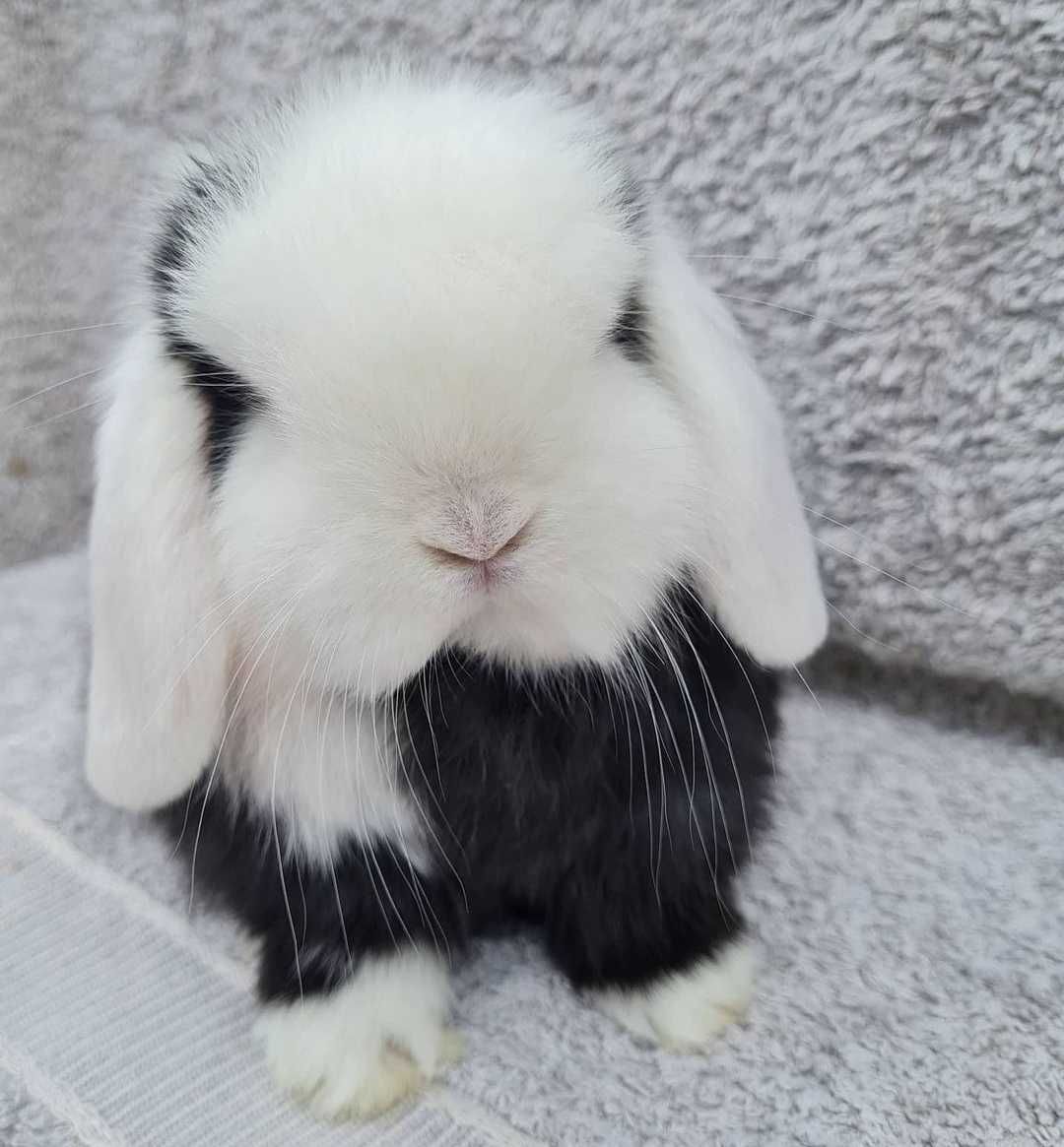 KIT Coelhos anões orelhudos, mini lop lindíssimos e super inteligentes