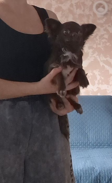 Гарнесенький хлопчик чихуахуа дш