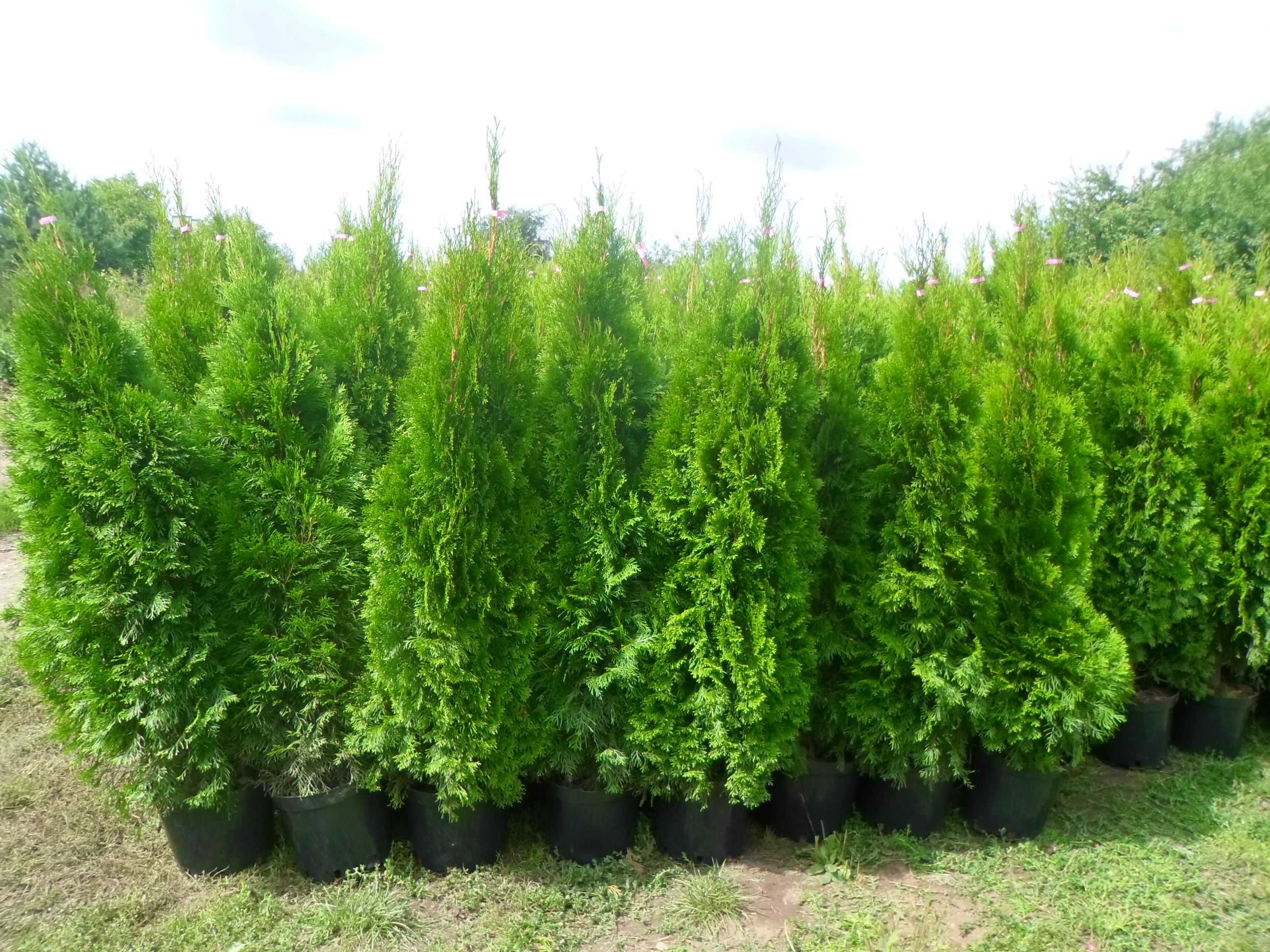 Tuja thuja szmaragd w doniczkach 120-140cm Dostawa