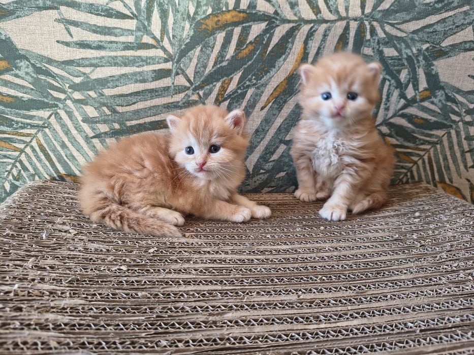 Kot syberyjski kotki międzynarodowy rodowód FPL