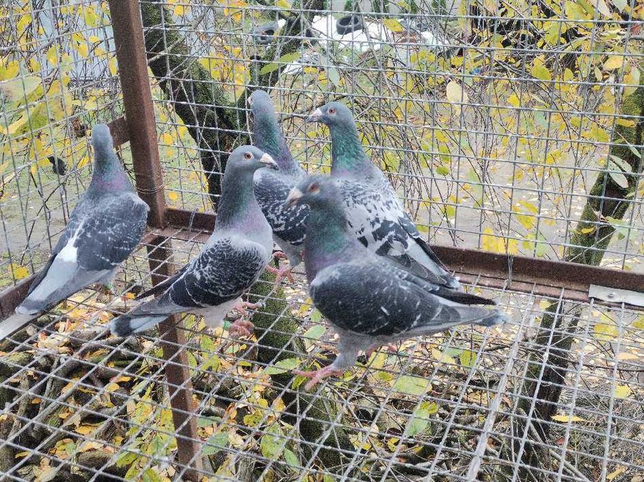 Sprzedam Gołębie Staropolskie