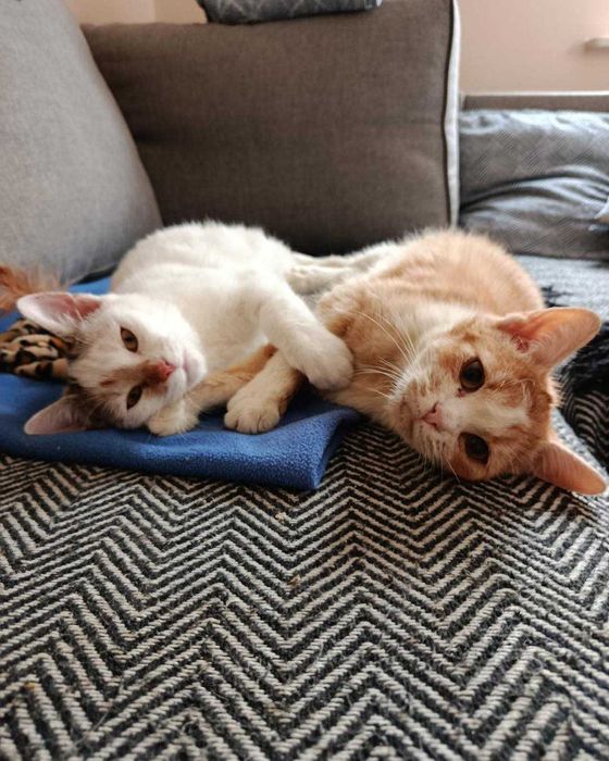 Kania i Rydz - kotki z lasu