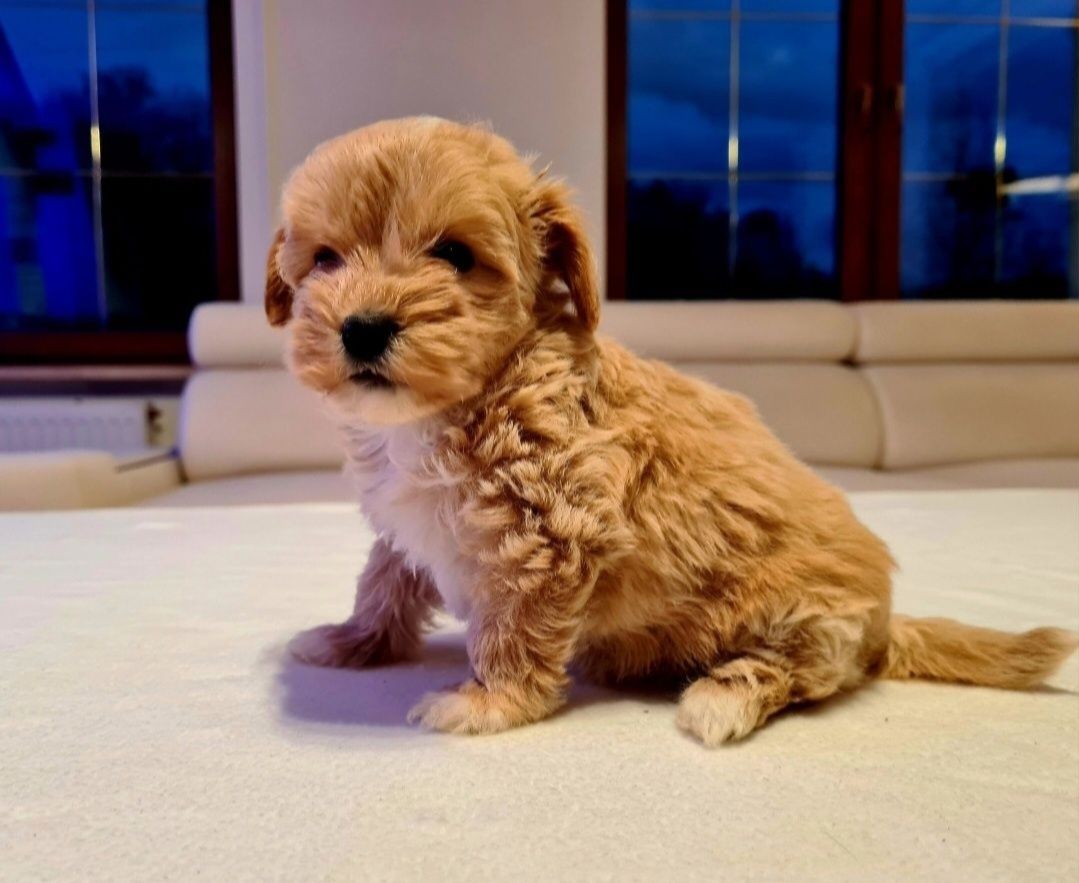 Chłopczyk MALTIPOO ** HYBRYDA Pudel Toy & Maltańczyk **