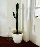 Euphorbia acrurensis cacto