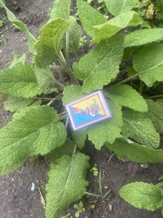 Шавлія мускатна ( Шалфей мускатний)