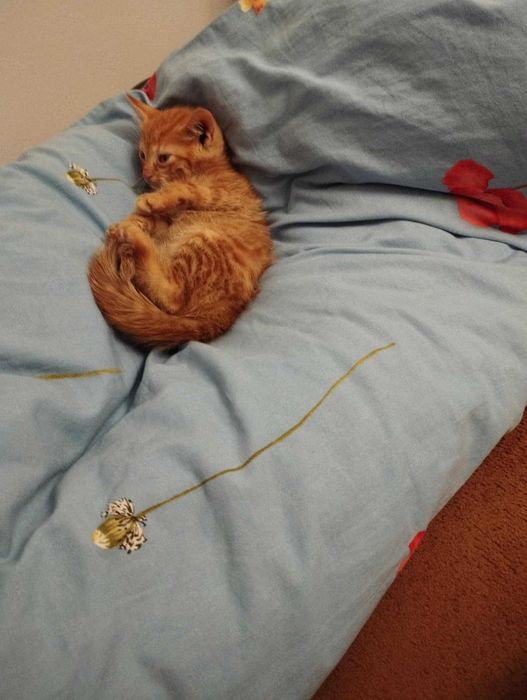 Oddam kotka za darmo