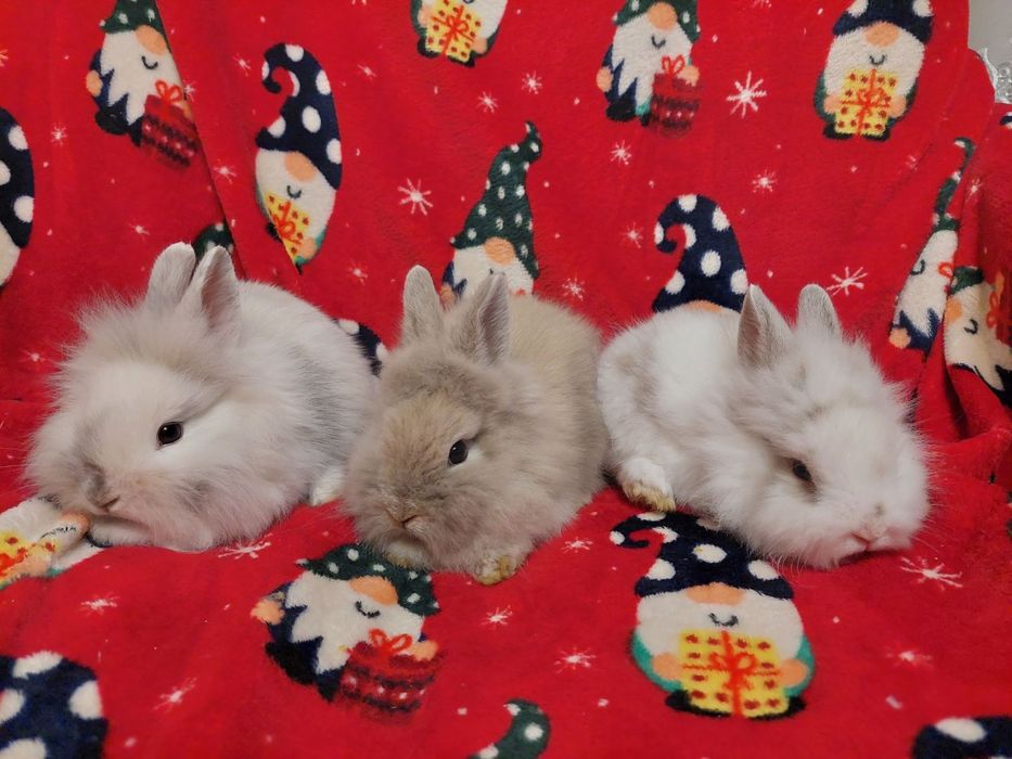 Декоративні карликові кролики