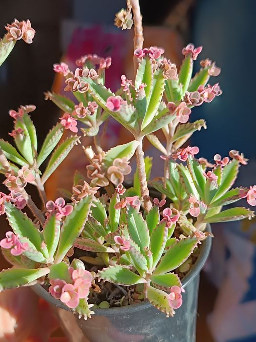 Каланхое"рожеві метелики" (розовые бабочки)pink butterflies 20-50грн