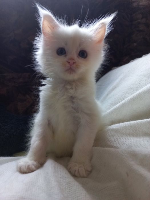 Biała kotka Maine Coon