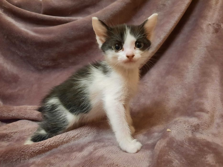 Віддам кошенят у добрі руки