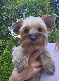 Yorkshire Terrier, suczka york