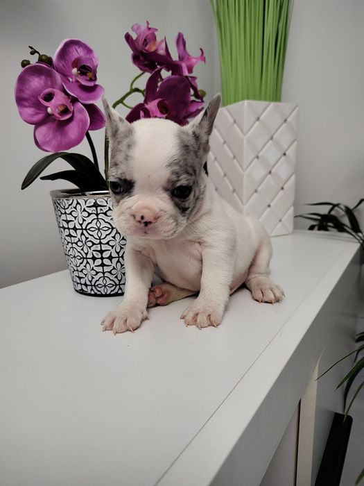 Buldog francuski