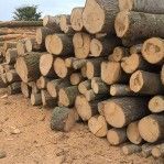 Porabane pociete sezonowe drewno Klodawa i okolica