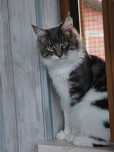 Kot Maine Coon rodowód FPL