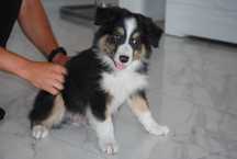 suczka Border Collie tricolor