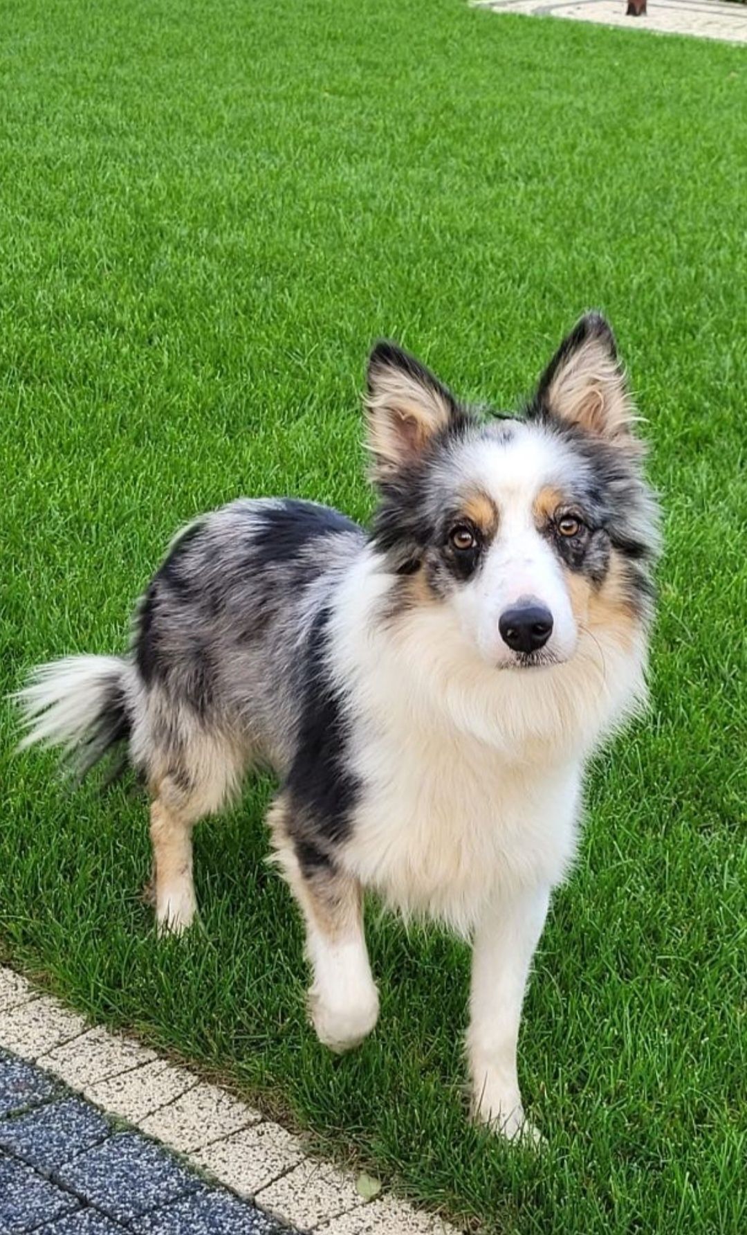 Border Collie piesek