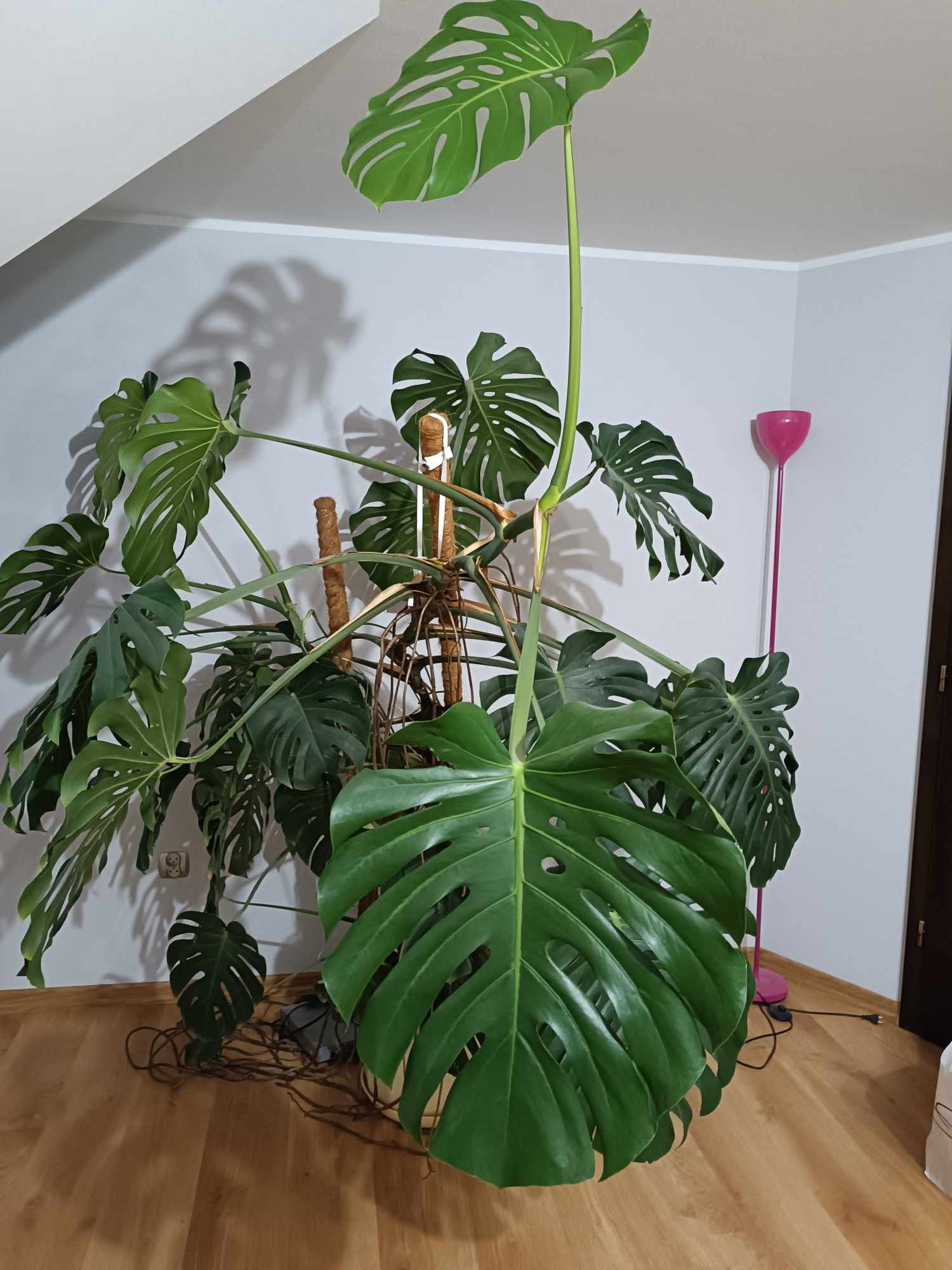 Piękna i duża monstera