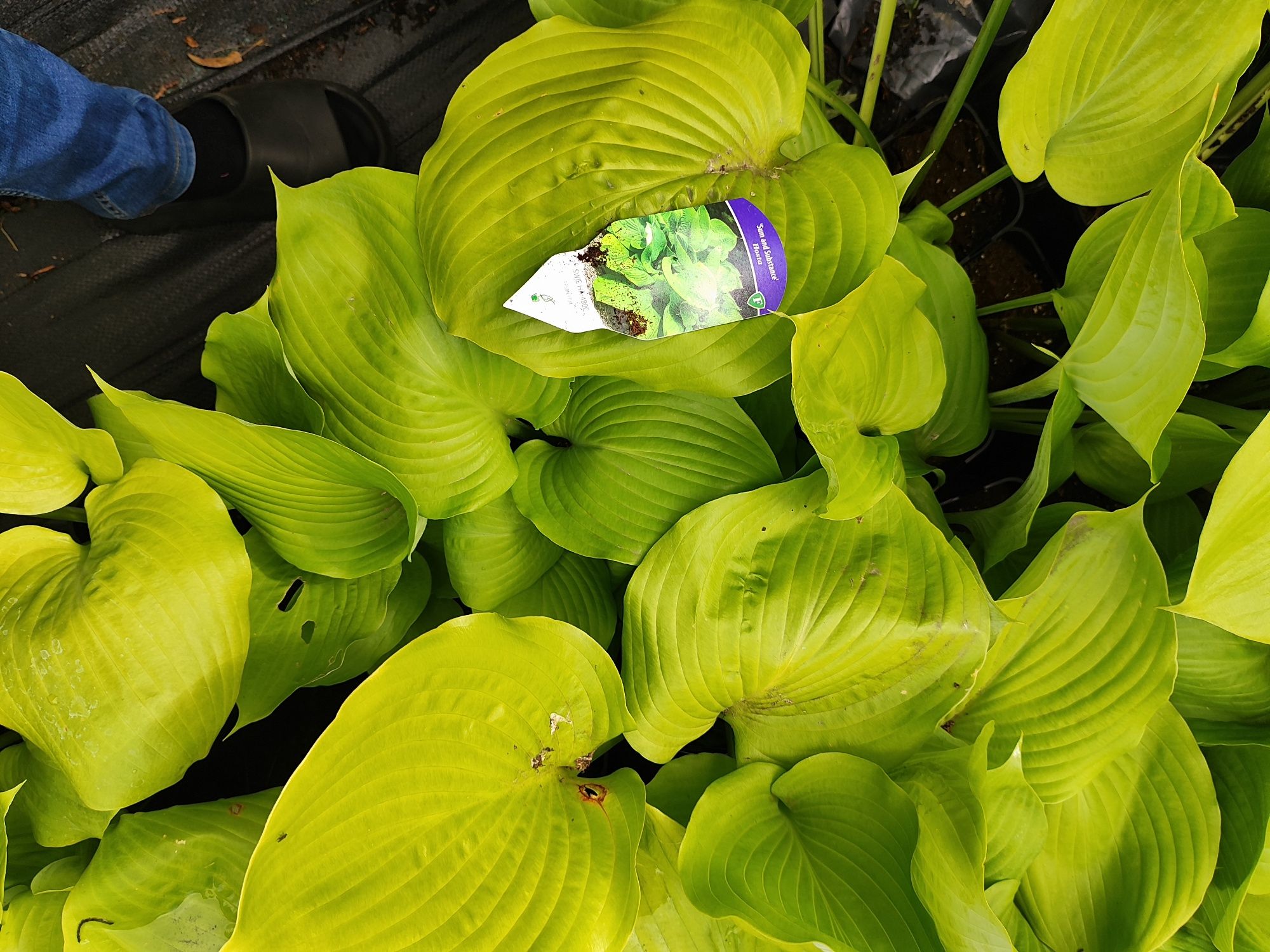 Funkia hosta różne odmiany