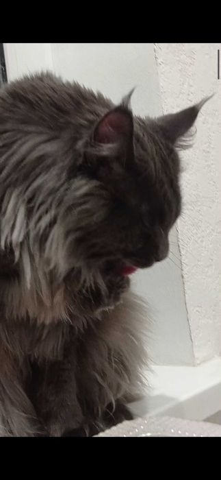 В'язка котів Мейн-кун. З 
 документами та без документiв.