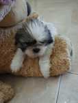 Shih-Tzu puro tricolor