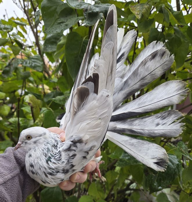 Mikołajewskie samce 2025