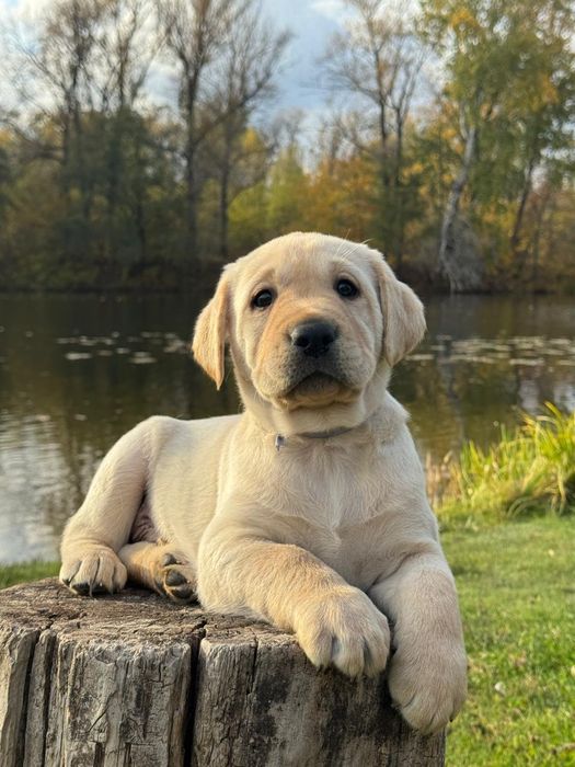 Безумовна любов - ось вона