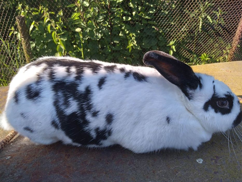 Продам крілицю порода метелик