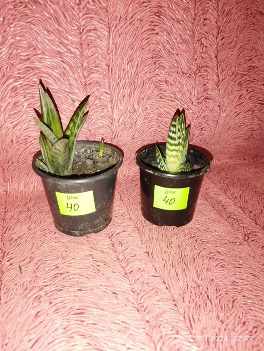 Продам кімнатні рослини