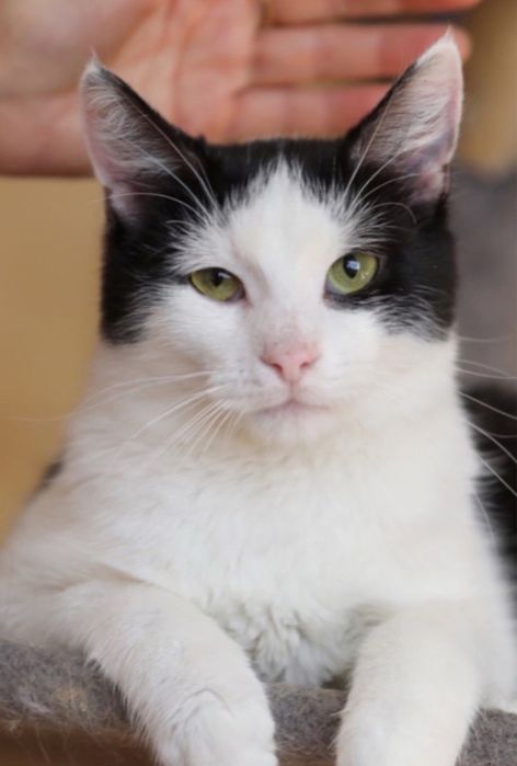 Дикси, 9 месяцев, черно белый котенок, малыш