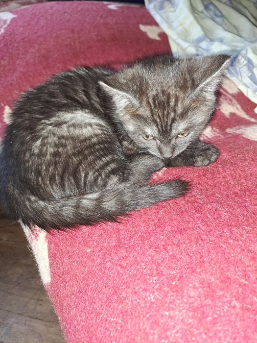 Метис британця котик 2 міс.