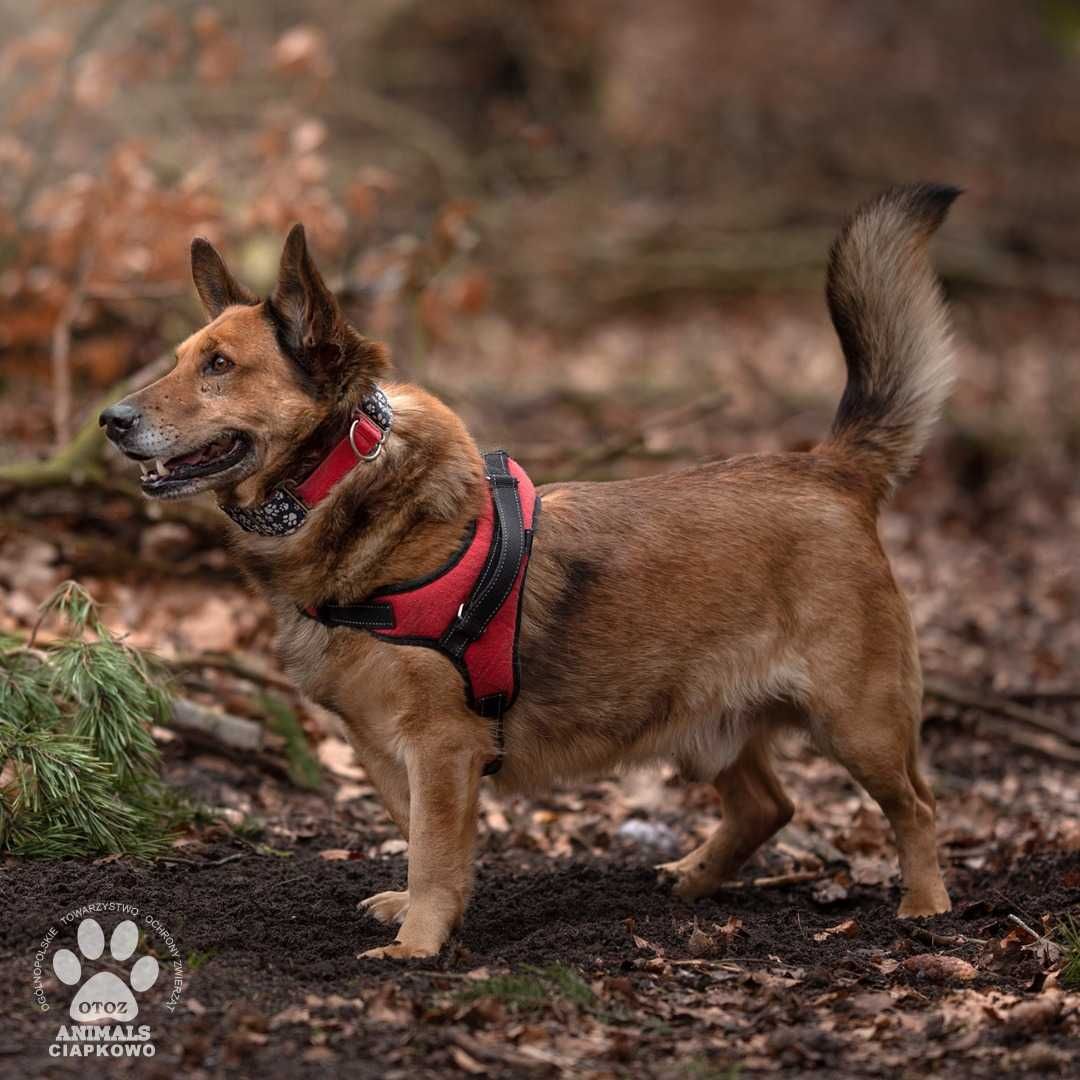 Nieśmiały Nudel czeka na Ciebie w OTOZ Animals Ciapkowo!