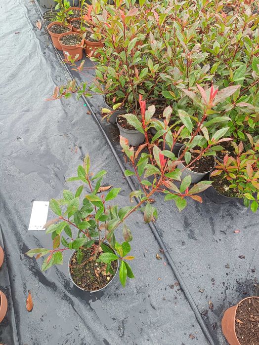 Photinia/ fotinia para jardim